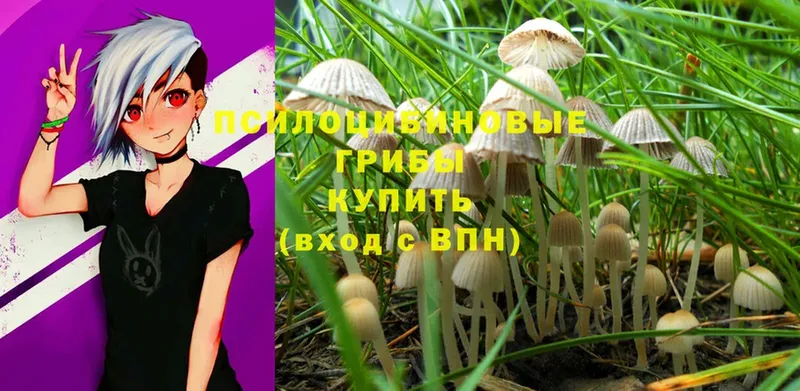 даркнет сайт  Зима  Псилоцибиновые грибы Magic Shrooms 