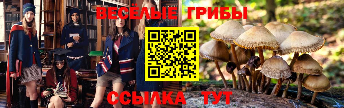 Псилоцибиновые грибы мухоморы  Зима  Галлюциногенные грибы мухоморы 